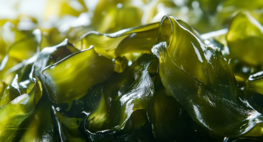 Kirkland Seaweed
